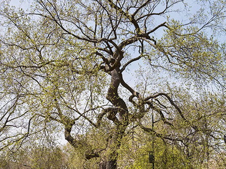 A view of the tree in spring