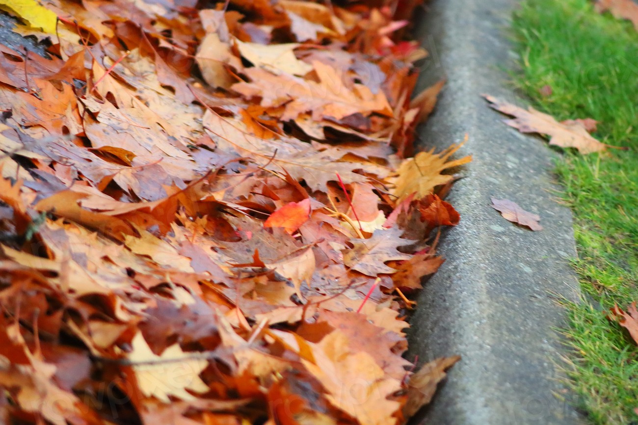 Red Maple leaves, fall season